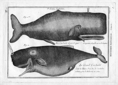 Kaskelothvaler i "Painting Encyclopedique et Methodique des trois Regnes de la Nature" af Pierre Joseph Bonnaterre (1762-1804). Paris 1784. af Unbekannter Künstler
