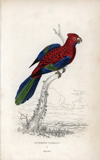 Pragtfuld papegøje (Psittacus gloriosus). Platycerus elegans. Litografi af Joseph Kidd, baseret på en tegning af John Audubon, i Miscellany of Natural History: Parrots, Sir Thomas DiK Lauder and Captain Thomas Brown, udgivet i Edinburgh, Skotland, i 1833. af Unbekannter Künstler