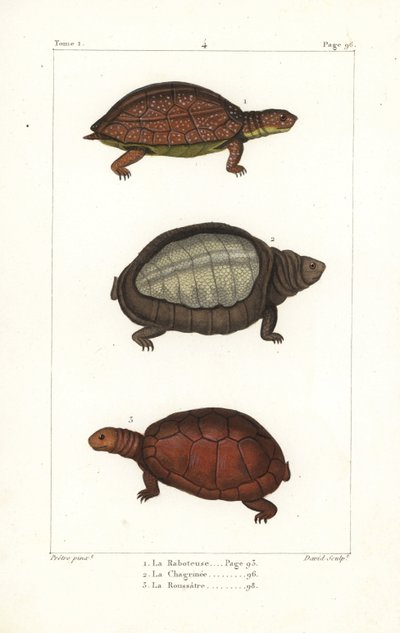 Pletbenet skildpadde, Rhinoclemmys punctularia 1, indisk klapskildpadde, Lyssemys punctata 2, og nordafrikansk hjelmskildpadde, Pelomedusa subrufa olivacea. Håndkoloreret kobberstik af David efter en illustration af Jean-Gabriel Pretre fra Bern. af Unbekannter Künstler