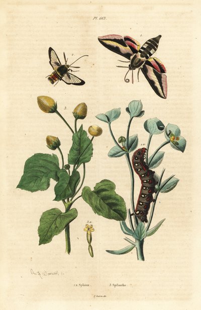 Spurge-høgmøl, Hyles euphorbiae og larve 1, gedehamsemøl, Sesia apiformis 2 og tandpineplante, Spilanthes-arter af Unbekannt