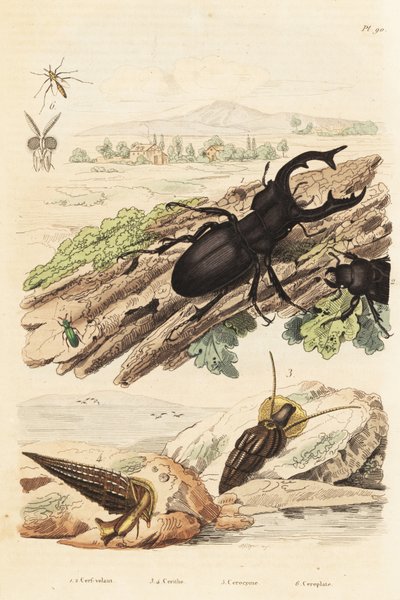 Hjortebille, Lucanus cervus 1, Cerithium sulcatum og Rhinoclavis aspera molluscs 3,4, Cerocoma elateroides 5 og Keroplatus tipuloides hveps 6 af Unbekannt