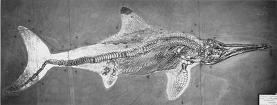 Stenopterygius megacephalus (The Oxford Ichthyosaur) fandt Nr. Stuttgart, Tyskland, Øvre Lias-periode af Unbekannt