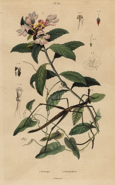 Pindeinsekt, Proscopia granulata 1 og victoriansk julebusk, Prostanthera lasianthos 2 af Unbekannt