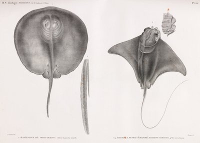 Stingray, for og bag af Unbekannt