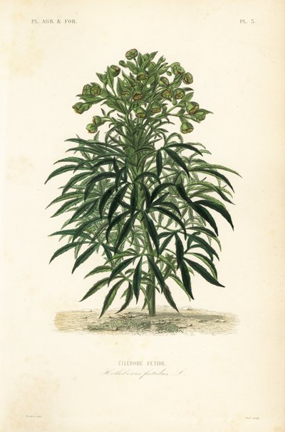 Stinkende hellebore, Helleborus foetidus, Hellebore fetide af Unbekannt