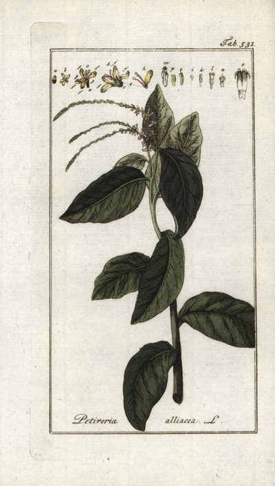 Stinkende verbena eller hvidløgsliana (Petiveria alliacea). Litografi fra "Afbeelding der Artseny-Gewassen" af Johannes Zorn (1739-1799), Holland af Unbekannter Künstler