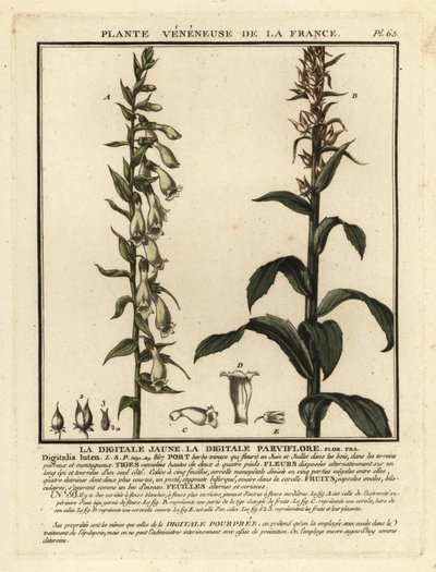 Halm-rævehandske, Digitalis lutea. af Unbekannter Künstler