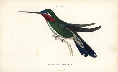 Stribebrystet stær, Heliomaster squamosus (hvidstribet kolibri, Trochilus mesoleucus). Håndkoloreret stålstik af William Lizars fra Sir William Jardine