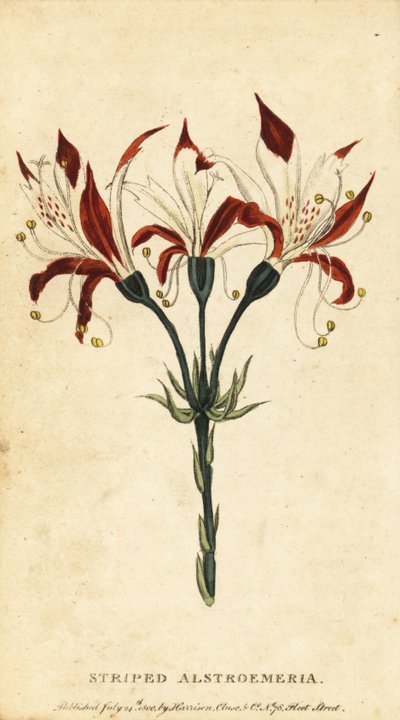 Stribet alstroemeria, Alstroemeria ligtu. ,1800 (gravering) af Unbekannter Künstler