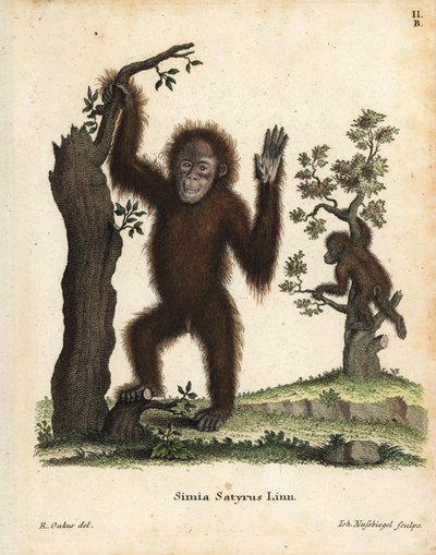 Sumatra-orangutang, Pongo abelii. Kritisk truet. Håndkoloreret kobberstik efter en illustration af R. Oakes fra Johann Christian Daniel Schreber