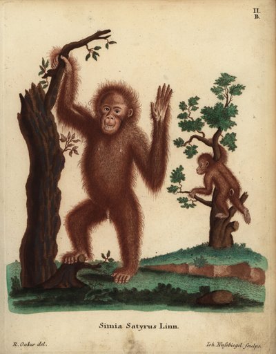 Sumatra-orangutang, Pongo abelii. Kritisk truet af udryddelse. Simia satyrus Linn. Håndkoloreret kobberstik af Johann Nussbiegel efter en illustration af R. Oakes fra Johann Christian Daniel Schreber