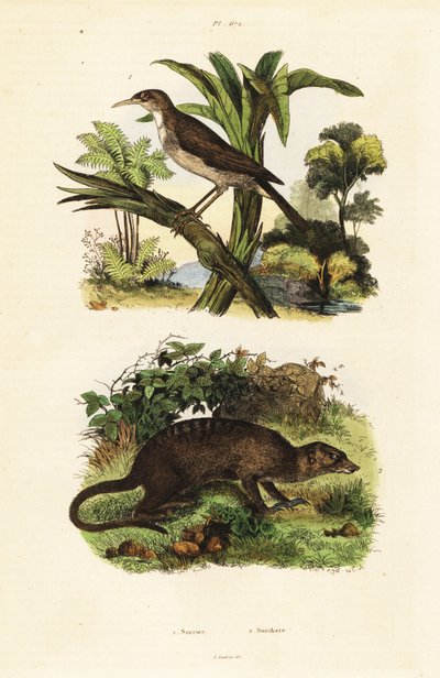 Solsort og surikat., 1834-1839 (gravering) af Unbekannter Künstler