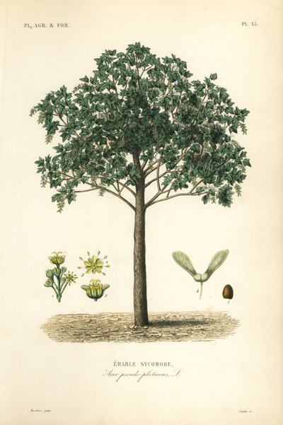 Sycamore ahorntræ, Acer pseudoplatanas, Erable platantræ af Unbekannt