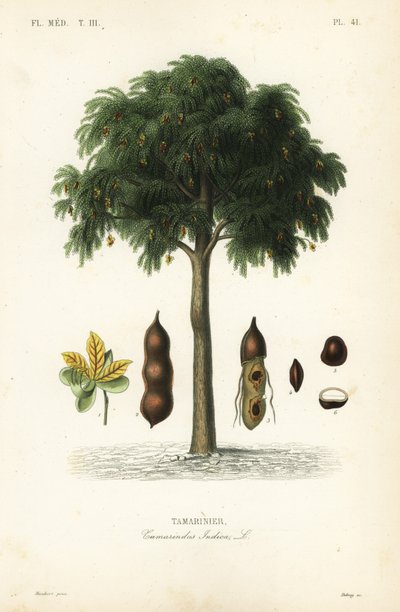 Tamarindtræ, Tamarindus indica, Tamarinier af Unbekannt
