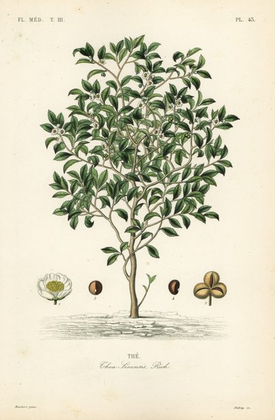 Tea tree eller teplante, Camellia sinensis, Thea sinensis, den af Unbekannt