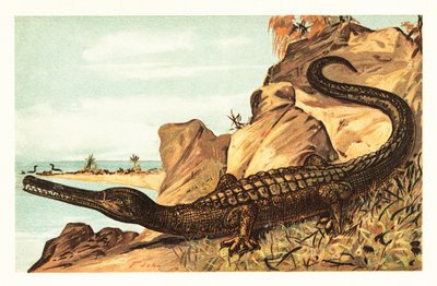 Teleosaurus cadomensis, uddøde arter af marin krokodille.1908 (litografi) af Unbekannter Künstler