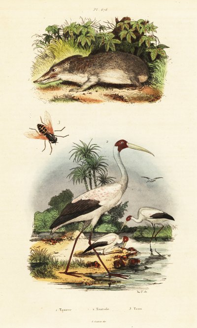 Tenrec, stork og hesteflue., 1834-1839 (gravering) af Unbekannter Künstler