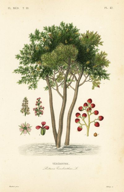 Terebinth eller terpentintræ, Pistacia terebinthus, Terebinthe af Unbekannt