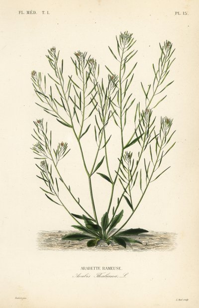 Thale karse, muse-øre karse eller arabidopsis, Arabidopsis thaliana, Arabis thaliana, Arabette rameuse af Unbekannt