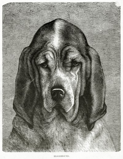 Blodhunden. 1902 (litho) af Unknown