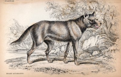 Chenu-ræven eller ræven fra Brasilien, Lycalopex vetulus - litografi af oberst Charles Hamilton Smith til illustration af Naturalist
