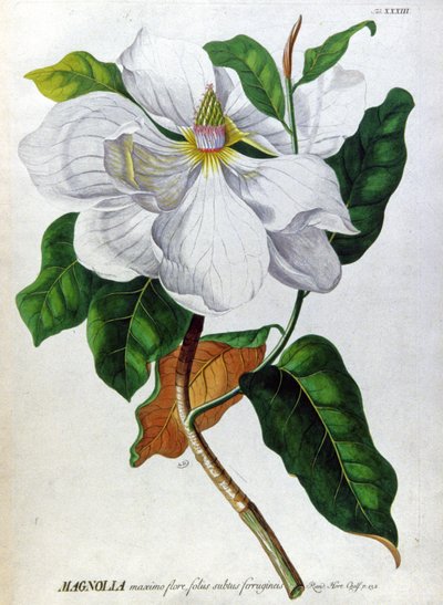 Magnolia af Unbekannter Künstler