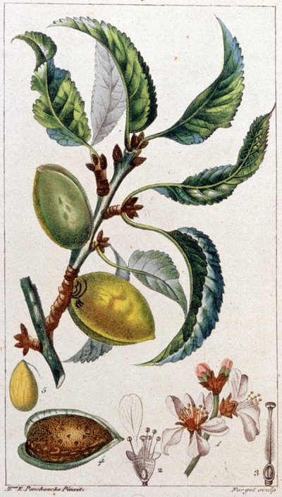 Mandeltræet, ca. 1801-1850 (kobberstik) af Unbekannter Künstler