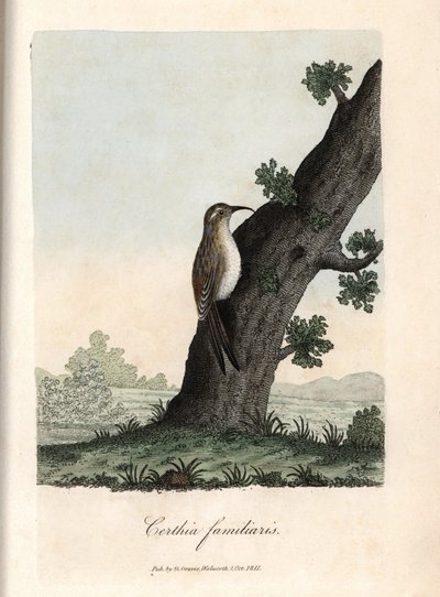 Skovens klatrer. Farvet kobberstik af George Graves, i British Ornithology. af Unbekannter Künstler