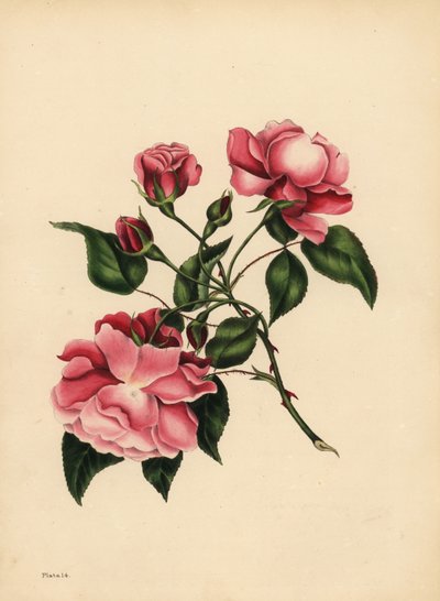Den evigt blæsende Rose, Skønhed altid ny af Unbekannt