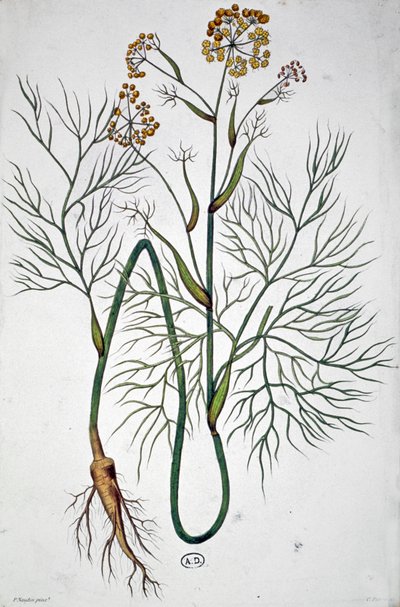 Fennikel, ca. 1850 (kobberstik) af Unbekannter Künstler