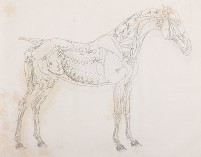 Tredje dissekeret lag af en hest, set fra siden af Unbekannt