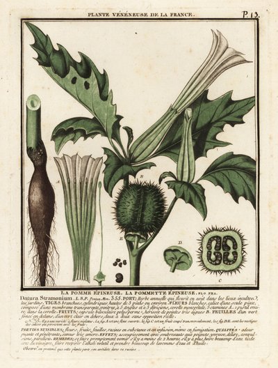 Tornæble, Datura stramonium. af Unbekannter Künstler