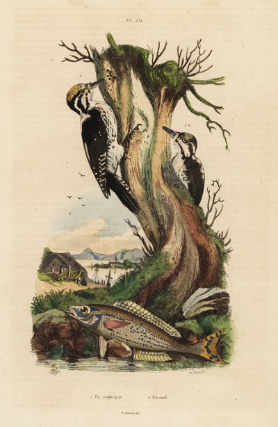 Tretået spætte, Picoides tridactylus 1, og picarel, Spicara smaris 2. Pic tridactyle, picarel af Unbekannt