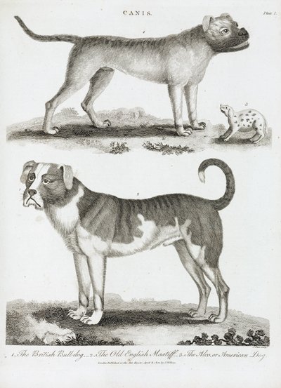 Tre typer hunde af Unbekannt