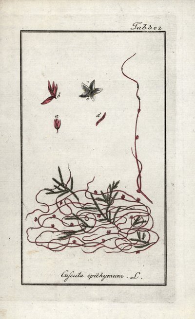 Timian-cuscute eller lille blomster-cuscute (Cuscuta epithymum). Litografi fra "Afbeelding der Artseny-Gewassen" af Johannes Zorn (1739-1799), Holland af Unbekannter Künstler