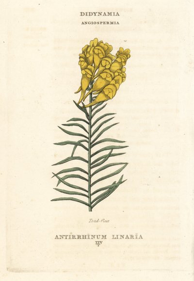 Tudseblad, Linaria vulgaris (Antirrhinum linaria). Håndkoloreret kobberstik efter en illustration af Richard Duppa fra hans The Claves and Orders of the Linnaean System of Botany, Longman, Hurst, London. af Unbekannter Künstler