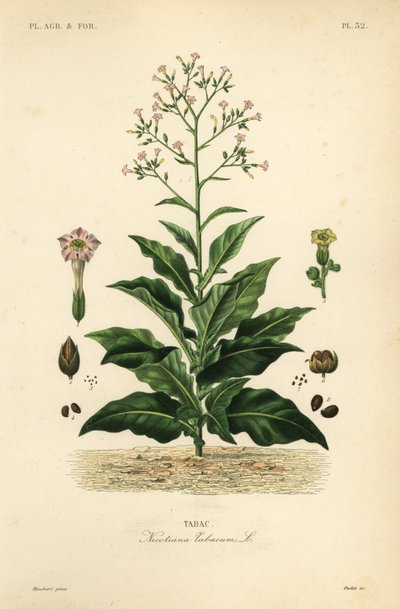 Tobaksplante, Nicotiana tabacum, Tabac af Unbekannt