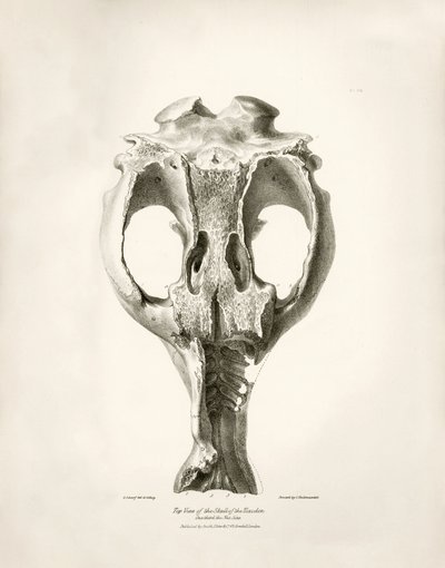 Toxodon Crane, et forhistorisk dyr fundet af Charles Darwin nær Montevideo, Uruguay, under hans opdagelsesrejse ombord på Beagle. The Zoology of the voyage of H.M.S. Beagle under kommando af kaptajn Fitzroy i årene 1832 til 1836 redigeret og udgivet af af Unbekannter Künstler