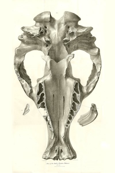 Toxodon Crane, et forhistorisk dyr fundet af Charles Darwin nær Montevideo, Uruguay, under hans opdagelsesrejse ombord på Beagle. The Zoology of the voyage of H.M.S. Beagle under kommando af kaptajn Fitzroy i årene 1832 til 1836 redigeret og udgivet af af Unbekannter Künstler
