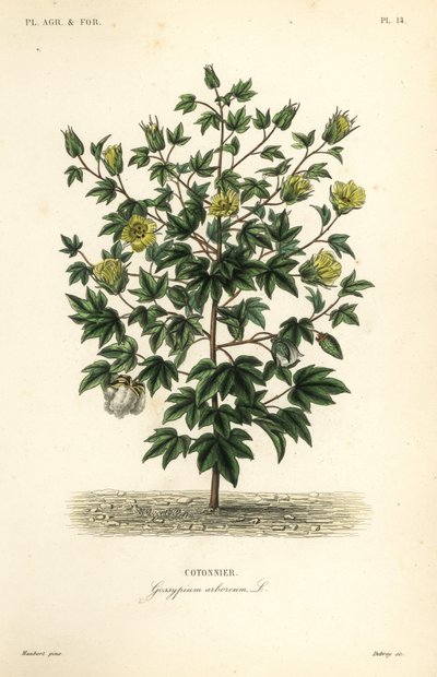Træbomuld, Gossypium arboreum, Cotoninier af Unbekannt