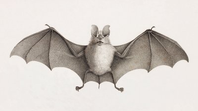 Trident Horseshoe bat, flagermus i Egypten af Unbekannt