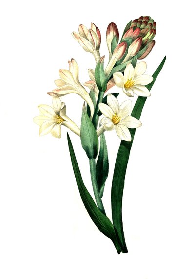 Tuberose, Agave amica (Agave polianthes), digital reproduktion af et originalt kunstværk fra det 18. århundrede af Unbekannter Künstler