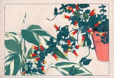 Tofarvet manettia i potte og dicadame eller urt med pile. Fyrværkerivin, Manettia bicolor, i en urtepotte og pileurt, Maranta arundinacea. Håndkoloreret træsnit fra Konan Tanigamis "Seiyou Sokazufu" (Billedalbum med vestlige planter og af Unbekannter Künstler