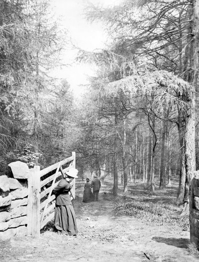 Storbritannien: Eaton Woods, c1890 af Unbekannt