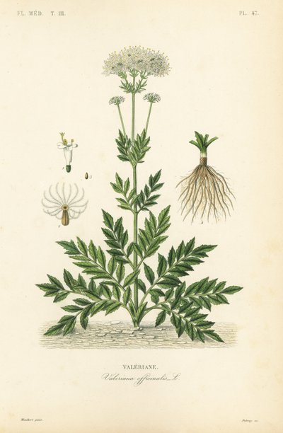 Baldrian, Valeriana officinalis, Baldrian af Unbekannt