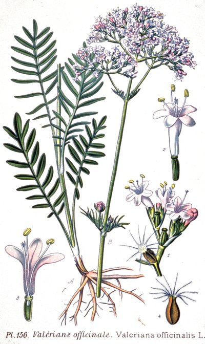 Valerian officinale, c.1880-1900 (engraving) af Unbekannter Künstler