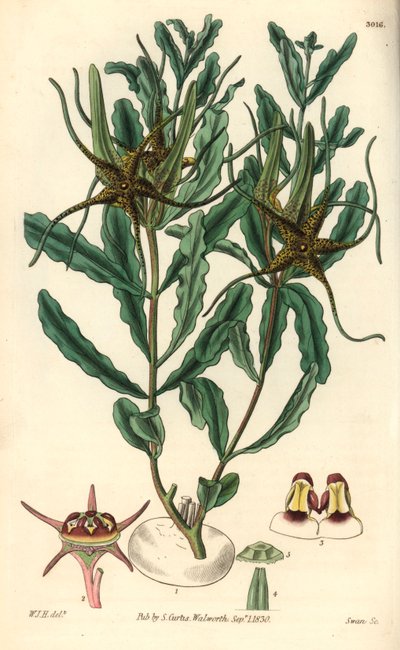 Variete af Brachystelma (Brachystelma crispum) - Illustration af William Jackson Hooper (1785-1865), stik af Swan, til William Curtis