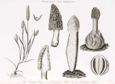 En række vandlevende græsser og morkelsvampe af Unbekannt