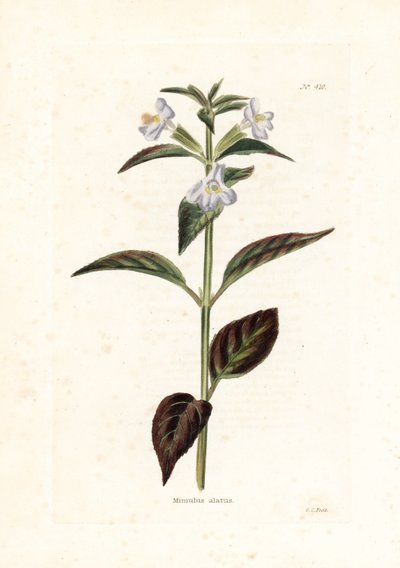 Variete de mimule - Litografi af George Cooke, til det britiske magasin Conrad Loddiges (1738-1826) af Unbekannter Künstler