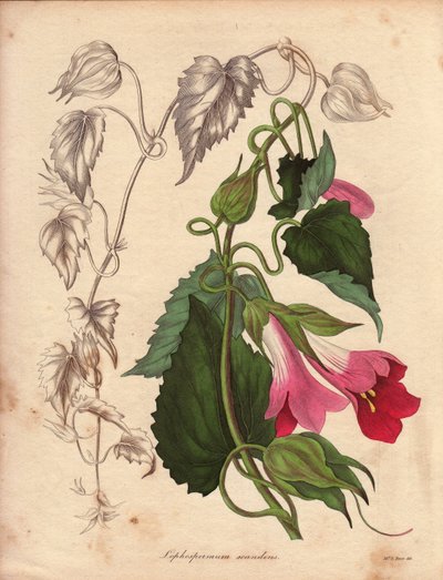 Varietet af Lophospermum (L.Scandens), klatrende med lyserøde og lilla blomster. Art opdaget af Mr. Bates, meget udbredt i buskene i Mexico. Denne plante blev dyrket i Charles Tayleures samling og var til stede i Botanisk Have i Liv. af Unbekannter Künstler
